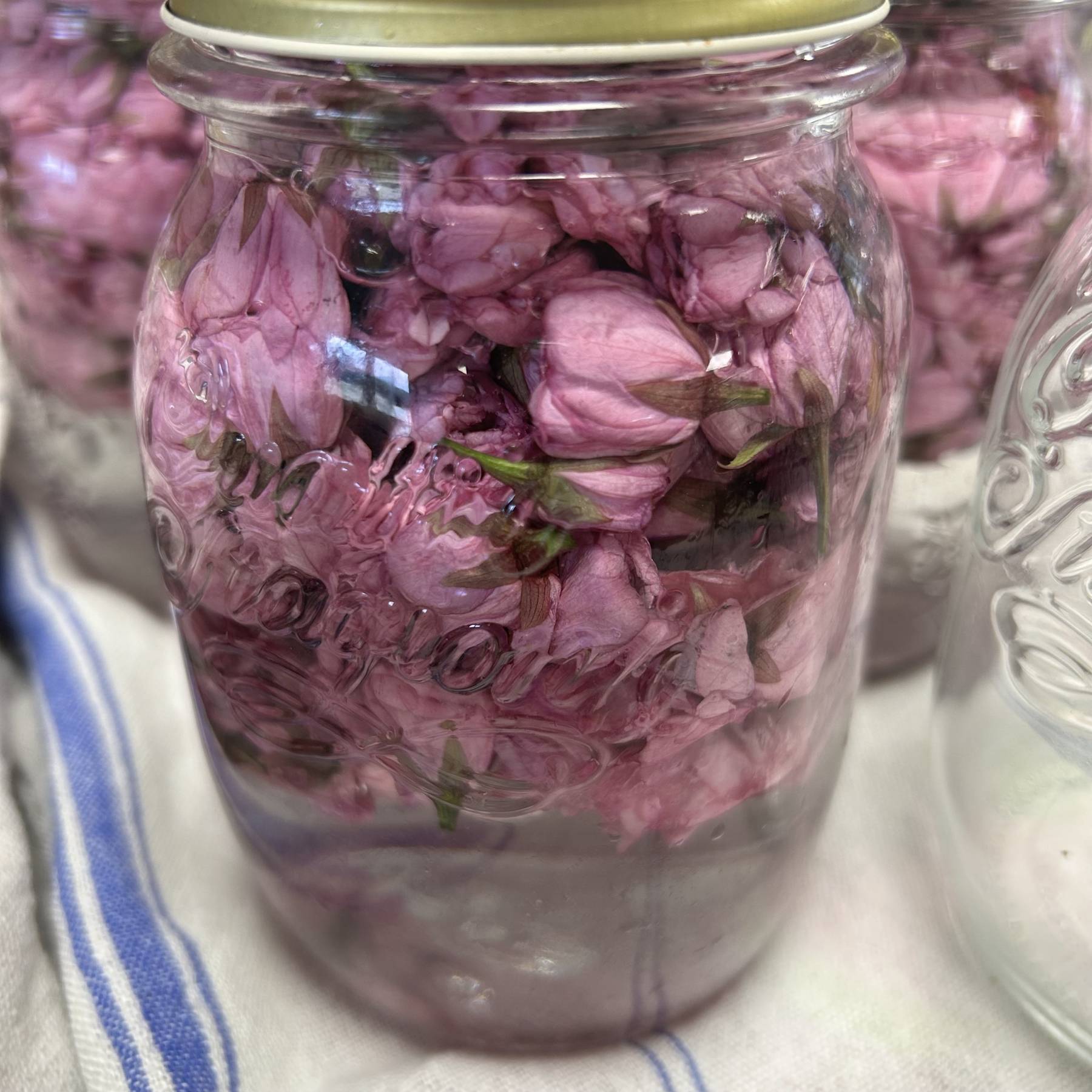 Fleurs en saumure de sakura