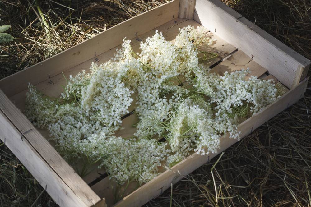 Sirop de fleur de sureau - Hollybel (La ferme du Houx) : Epicerie